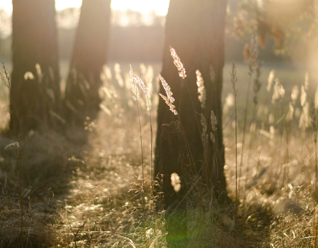 Grashalme im Licht einer tiefstehenden Sonne, Baumstämme im Hintergrund