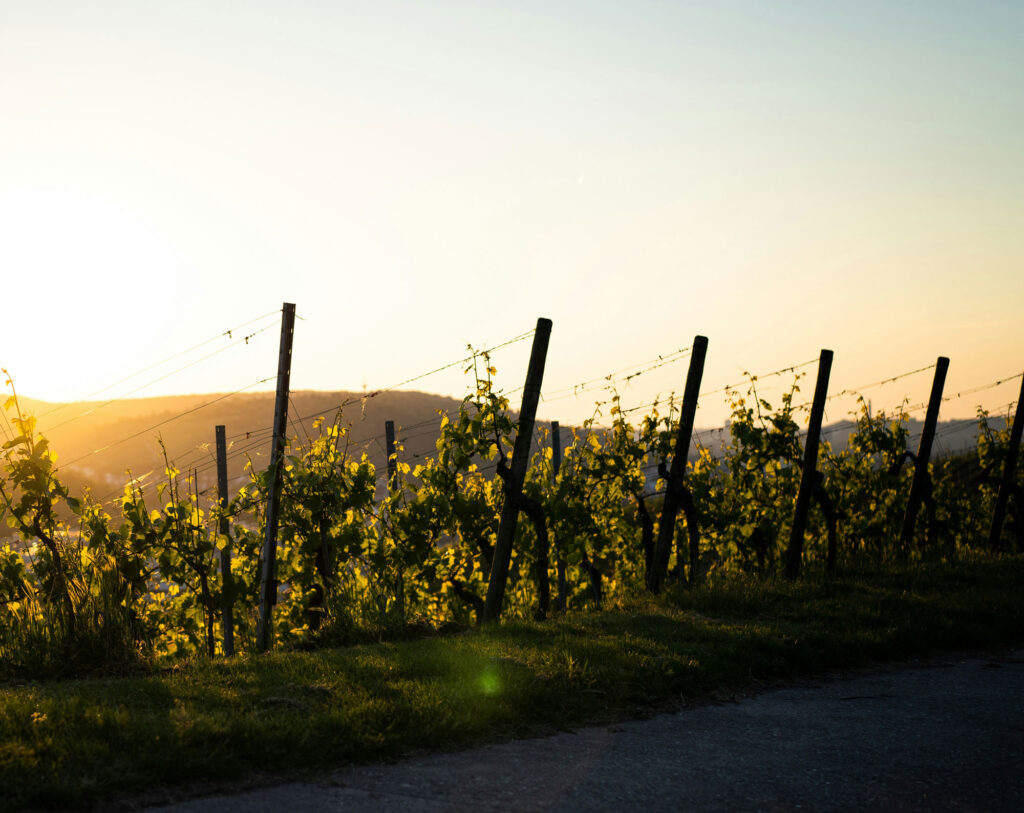 Sonnenuntergang auf einem Weinberg, Weinreben im Vordergrund