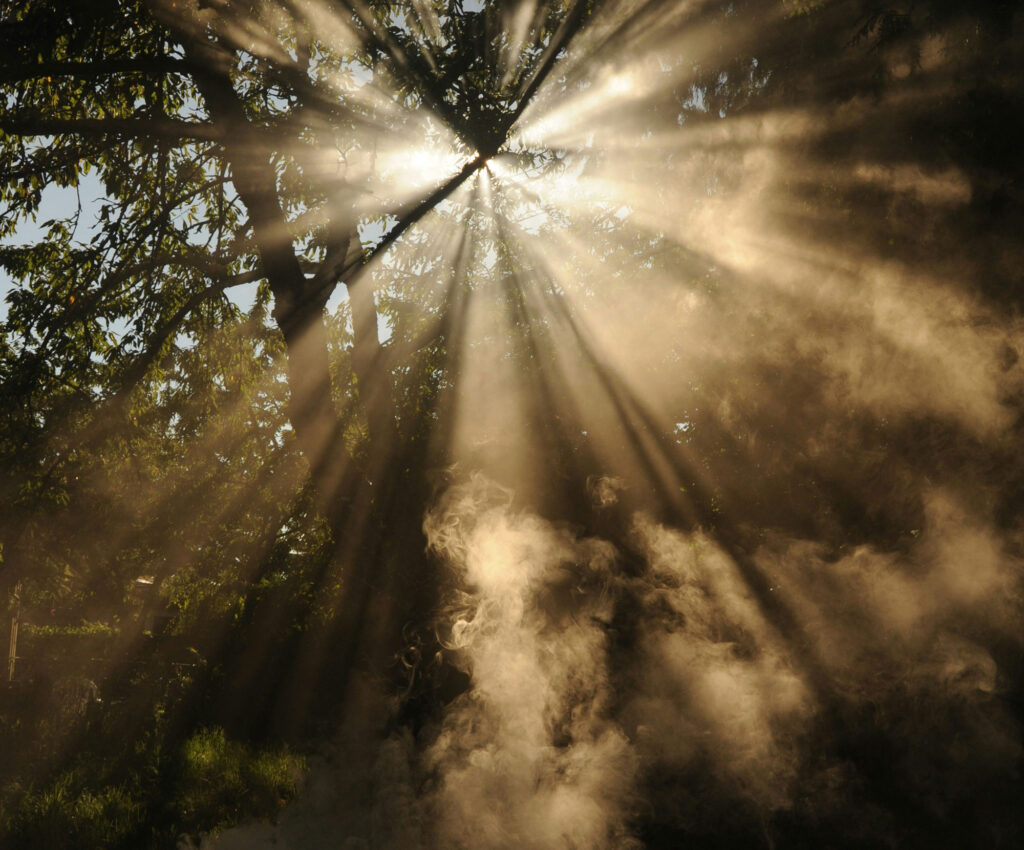 Sonnenstrahlen, die durch Baumkronen kommen und sternförmig aussehen